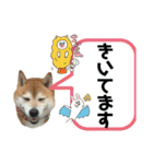 柴犬サクラ其の陸（個別スタンプ：22）