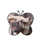 可愛すぎる犬♥（個別スタンプ：2）