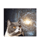 宇宙猫(Space Cat)（個別スタンプ：1）