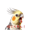 オカメインコの驚きの表情リアクション（個別スタンプ：17）