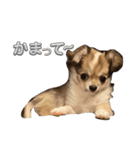 可愛い茶色のチワワのスタンプ♡（個別スタンプ：1）