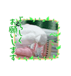 ぶんちょのすたんぷ（個別スタンプ：2）