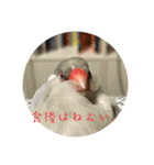 ぶんちょのすたんぷ（個別スタンプ：6）