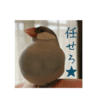 ぶんちょのすたんぷ（個別スタンプ：7）