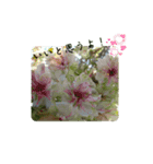 Lovely spring flowers（個別スタンプ：8）