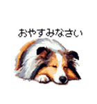 ドット絵 シェットランドシープドッグ 40種（個別スタンプ：3）