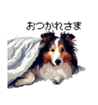 ドット絵 シェットランドシープドッグ 40種（個別スタンプ：7）