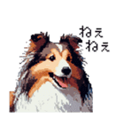 ドット絵 シェットランドシープドッグ 40種（個別スタンプ：18）