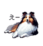 ドット絵 シェットランドシープドッグ 40種（個別スタンプ：24）