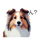 ドット絵 シェットランドシープドッグ 40種（個別スタンプ：31）