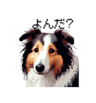 ドット絵 シェットランドシープドッグ 40種（個別スタンプ：32）