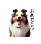 ドット絵 シェットランドシープドッグ 40種（個別スタンプ：39）