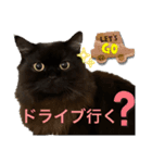 黒猫 ルナ院長129にゃんめ（個別スタンプ：7）