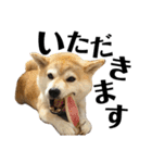 柴犬マコと、 はちわれサチ.（個別スタンプ：1）