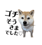 柴犬マコと、 はちわれサチ.（個別スタンプ：2）