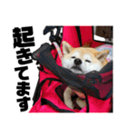 柴犬マコと、 はちわれサチ.（個別スタンプ：3）