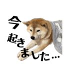 柴犬マコと、 はちわれサチ.（個別スタンプ：4）