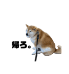 柴犬マコと、 はちわれサチ.（個別スタンプ：5）