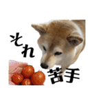 柴犬マコと、 はちわれサチ.（個別スタンプ：6）