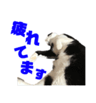柴犬マコと、 はちわれサチ.（個別スタンプ：7）