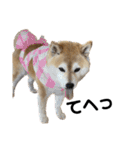 柴犬マコと、 はちわれサチ.（個別スタンプ：9）