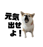 柴犬マコと、 はちわれサチ.（個別スタンプ：10）