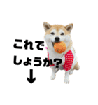 柴犬マコと、 はちわれサチ.（個別スタンプ：11）