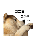 柴犬マコと、 はちわれサチ.（個別スタンプ：12）