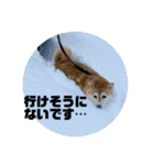 柴犬マコと、 はちわれサチ.（個別スタンプ：17）