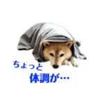 柴犬マコと、 はちわれサチ.（個別スタンプ：20）
