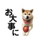 柴犬マコと、 はちわれサチ.（個別スタンプ：23）