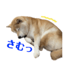 柴犬マコと、 はちわれサチ.（個別スタンプ：24）