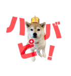 柴犬マコと、 はちわれサチ.（個別スタンプ：25）