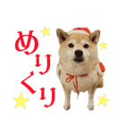 柴犬マコと、 はちわれサチ.（個別スタンプ：26）