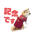 柴犬マコと、 はちわれサチ.（個別スタンプ：27）