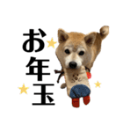 柴犬マコと、 はちわれサチ.（個別スタンプ：28）