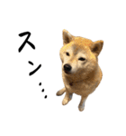 柴犬マコと、 はちわれサチ.（個別スタンプ：30）