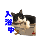 柴犬マコと、 はちわれサチ.（個別スタンプ：31）