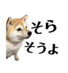柴犬マコと、 はちわれサチ.（個別スタンプ：33）