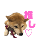 柴犬マコと、 はちわれサチ.（個別スタンプ：34）
