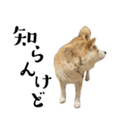 柴犬マコと、 はちわれサチ.（個別スタンプ：36）