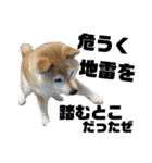 柴犬マコと、 はちわれサチ.（個別スタンプ：38）