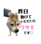 柴犬マコと、 はちわれサチ.（個別スタンプ：39）