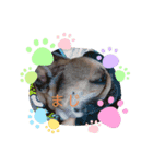 かわちいフレブル（個別スタンプ：4）