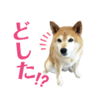 柴犬の恋さん（個別スタンプ：1）