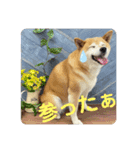 柴犬の恋さん（個別スタンプ：2）
