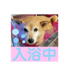 柴犬の恋さん（個別スタンプ：3）