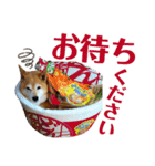 柴犬の恋さん（個別スタンプ：4）