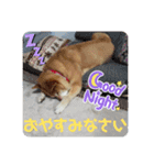 柴犬の恋さん（個別スタンプ：6）