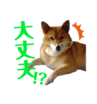 柴犬の恋さん（個別スタンプ：7）